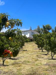 Cabaña rodeada de frutales - Granja la miel