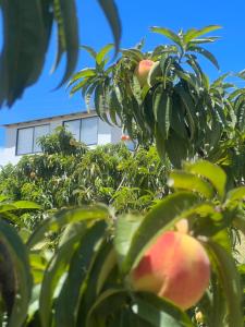 Cabaña rodeada de frutales - Granja la miel