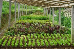 Temuku Pupuan Farmstay