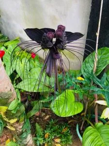 Moonstar Villa - 乌纳瓦图纳