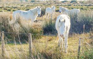 Nice Apartment In Le Sambuc With Wifi