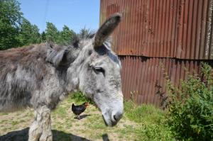 B&B / Chambres d'hotes La Barillerie : photos des chambres