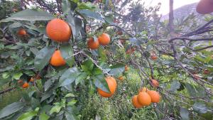 Thalia and Boreas houses