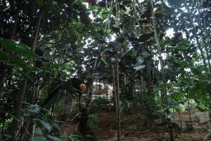 Bamboo Cabana Adams Peak