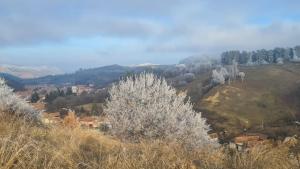 Ani GuestHouse Richis