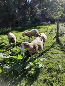 Maisons de vacances Gite Vergers de Fontenay La Loire : photos des chambres