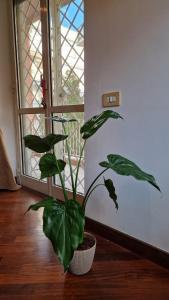 Peck House in Marconi San Paolo