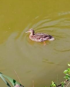 Siedlisko Sielska Dolina Nad Stawem luksusowy domek całoroczny z klimatyzacją