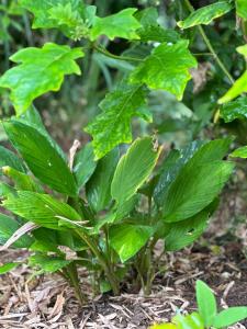 niti house with 2 bed room 1 bath