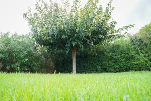 Villages vacances Residence Pascal Paoli Fior di Mare : photos des chambres