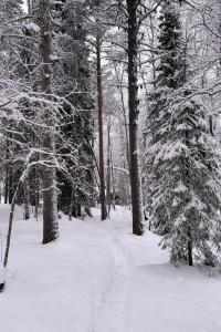 Holiday Cabin Aurora River inc Wilderness Sauna