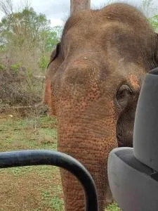 Forest in cottage - Pallebedda