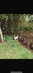 Maison LAAOUINA PISCINE et NATURE