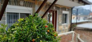 CitrusNest - 3hvězdičkové hotely ve městě Berat