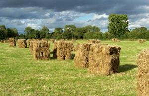 Cowshed - Duffys Ballybin 4-star