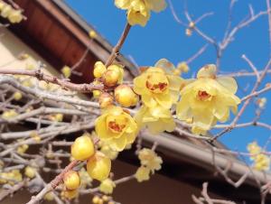 農家民宿河西園farm stay in a traditional Japanese house