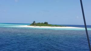 SailFish Catamaran