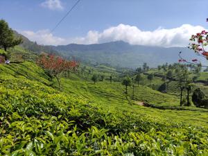 Munnar Village Homes