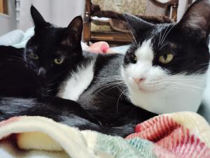 農家民宿河西園farm stay in a traditional Japanese house