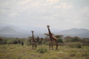 Kili View Maasai Lodge