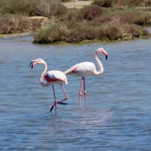 Villa Belvedere img12