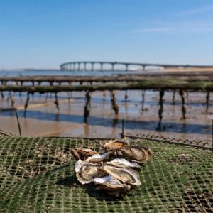 Maisons de vacances Maison au calme a l-oree d-un bois, proche plages : photos des chambres