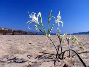 Maistrali Irakleia-Island Greece