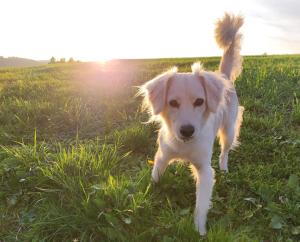 Ferienhof Jungkunz