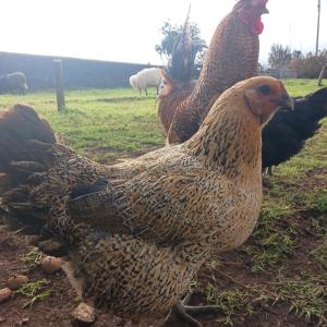 Achadas da Cruz Farm House