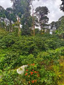 Amberleaf Estate 4BHK Homestay Coorg by Homeyhuts