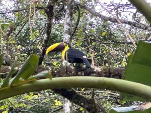 Hotel La Gamba Rainforest Lodge