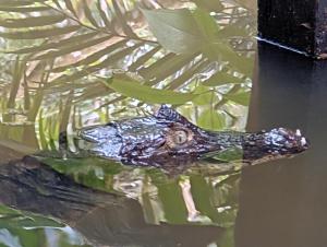 Hotel La Gamba Rainforest Lodge
