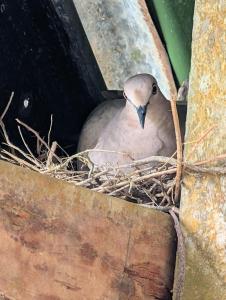 Hotel La Gamba Rainforest Lodge