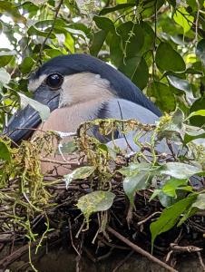 Hotel La Gamba Rainforest Lodge