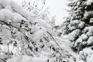 Sleep Space 23 - Green Tiny Village Harz