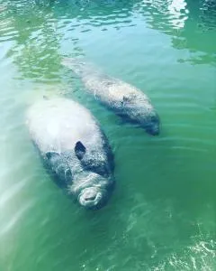 Salty Air Retreat - Big Pine Key