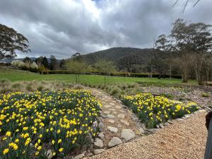 Treetops at Harrietville