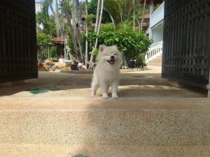 Samui Little Garden Resort