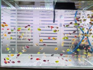 Guest House Thiên Thanh