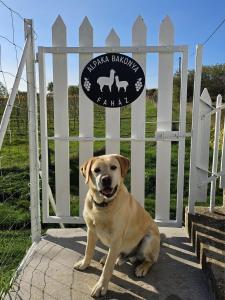 Alpaka Bakonya Faház