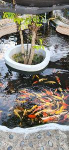 Nanay Eustiquia Complex Beach Resort