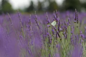 Hotels La Cle des Champs, Boutique hotel & Spa - Le Mas de Garrigon : photos des chambres