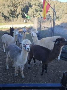 Experience Alpacas in Andalucia