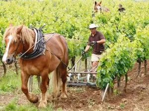 Meublé de tourisme classé 3 étoiles Le Ptit Coin de Soleil - Saint Ciers d'Abzac - Tizac-de-Lapouyade