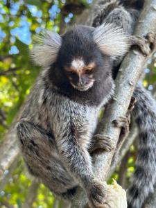 Pousada Colina dos Flamboyants