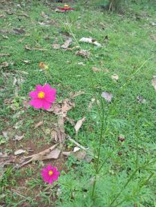 Apartamento Nuevo amueblado La Paz #1 Quepos