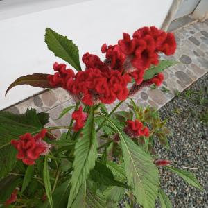 Apartamento Nuevo amueblado La Paz #1 Quepos