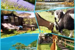 Alpaca Cwtch - Pembrokeshire, West Wales - Fishguard