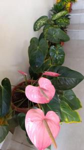 Hospedaje Oxa Paraíso