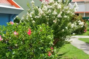 Maison cosy Les Anses d'Arlet + Jardin - Grande Anse